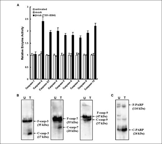 Figure 6. Caspase activation in MES-SA/Dx-5 cells transfected with the truncated β-tubulin peptide fragment T351-S364. A, cell lysates obtained from MES-SA/Dx-5 cells transfected without (untreated) or with the pIRES2-EGFP vector (mock) or the pIRES2-EGFP vector containing the truncated β-tubulin peptide fragment T351-S364 (β-tub (T351-S364); 2 μg of each) for 48 h and subjected to caspase activity assays. B, MES-SA/Dx-5 cells were transfected without (U) or with (T) the β-tub (T351-S364) (2 μg) for 48 h. Cell lysates were subjected to SDS-PAGE and Western blot analyses using caspase-3, caspase-7, or caspase-9–specific antibodies. C, the blots were also analyzed by Western blot with a PARP-specific antibody. F and C represent full-length and cleaved proteins, respectively.
