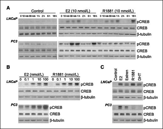 Figure 1. CREB phosphorylation in prostate cancer cells. A, time course of CREB phosphorylation by E2 or R1881. LNCaP (top) or PC3 (bottom) cells were incubated in the presence or absence of E2 or R1881 at 10 nmol/L or vehicle alone (Control). pCREB was detected with an anti-pCREB (Ser133) antibody. B, dose-dependent CREB phosphorylation by E2 or R1881. LNCaP (top) or PC3 (bottom) cells were incubated in the presence or absence of E2 or R1881 at the indicated doses. C, CREB phosphorylation by various androgens or estrogens. LNCaP (top) or PC3 (bottom) cells were incubated in the presence or absence of E2, estren, R1881, or dihydrotestosterone (DHT). Representative of three independent experiments.