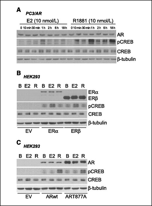 Figure 2. CREB phosphorylation in transfected cells. A, PC3 cells, transfected with plasmid encoding ARwt cDNA (PC3/AR), were exposed to either E2 or R1881. CREB phosphorylation and AR were analyzed by immunoblotting. B, stable HEK293 cell clones transfected either with an empty vector (EV) or with plasmids encoding either ER-α or ER-β cDNA were exposed to either E2 or R1881 (R). C, stable HEK293 cell clones transfected with either an empty vector or with plasmids encoding ARwt or ART877A cDNA were exposed to either E2 or R1881. B, unstimulated. Representative of three independent experiments.