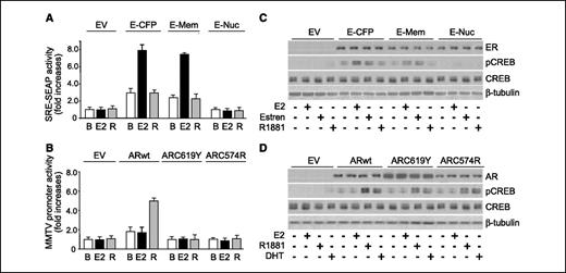 Figure 3. CREB phosphorylation does not require steroid receptor DNA-binding activity. A, HEK293 cells were transiently cotransfected with a plasmid encoding serum response element (SRE) ligated to a SEAP reporter and with expression vectors encoding the E domain of ER-α either fused to the nontargeted CFP (E-CFP), or the membrane-targeted CFP (E-Mem-CFP), or the nuclear-targeted CFP (E-Nuc-CFP). Serum response element activity was then measured in the presence or absence of E2 or R1881. B, unstimulated. Columns, mean of three separate experiments; bars, SD. B, HEK293 cells were transiently cotransfected with a MMTV reporter plasmid and with either ARwt or AR mutants devoid of genomic activity (ARC619Y and ARC574R). MMTV promoter activity was then measured. Columns, mean of three separate experiments, normalized with a GFP vector; bars, SD. C, HEK293 cells were transiently transfected with expression vectors E-CFP, E-Mem-CFP, E-Nuc-CFP, or control empty vector. Cells were exposed or not to either E2, estren, or R1881. CREB phosphorylation and ER expression were measured by immunoblotting. D, stable HEK293 cell clones transfected with a plasmid encoding either ARwt, ARC619Y, ARC574R, or the corresponding empty vector were exposed to 10 nmol/L E2, R1881, or dihydrotestosterone for 30 min. CREB phosphorylation and transfected AR were evaluated by immunoblotting. Representative of three independent experiments.