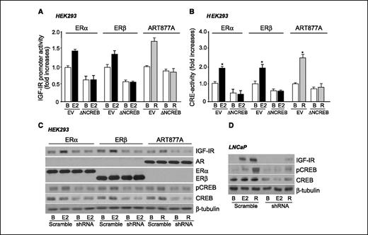 Figure 4. Steroid-activated CREB induces IGF-IR up-regulation. A, HEK293 cells were transiently cotransfected with plasmids encoding either ER-α, ER-β, or ART877A in the presence of the full-length IGF-IR promoter-luciferase vector and with a plasmid encoding for a ΔN CREB mutant. Cells were incubated with either E2 or R1881 and the IGF-IR promoter activity was measured. Columns, mean of three separate experiments, normalized for transfection efficiency with a GFP vector; bars, SD. B, HEK293 cells were transiently cotransfected with plasmids encoding either ER-α, ER-β, or ART877A and with a ΔN CREB mutant in the presence of a CRE-luc construct. Cells were incubated with either E2 or R1881 and CRE activity was measured. Columns, mean of three separate experiments, normalized with a GFP vector; bars, SD. *, P < 0.05, basal (B) versus stimulated (Student's t test for paired values). HEK293 cells transiently expressing either ER-α or ER-β or ART877A (C) and LNCaP cells (D) were cotransfected with shRNAs directed to CREB or scrambled shRNAs. Representative of three independent experiments.