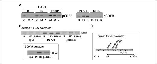 Figure 6. pCREB recruitment to the IGF-IR promoter (DNA affinity precipitation assay and chromatin immunoprecipitation). A, pCREB binding to biotinylated oligonucleotides containing either the wild-type CRE site (wt) or a mutated (M) or a deleted (Δ) sequence was carried out by DNA affinity precipitation assay (DAPA) and analyzed by Western blotting using nuclear extracts of either unstimulated (B) or E2- or R1881-treated LNCaP cells. pCREB recruitment to the wild-type promoter probe was responsive to sex steroids and was markedly reduced or abolished in the mutated and deleted probes. INPUT, 10% of nuclear proteins; CTRL, aspecific pCREB recruitment in the presence of unrelated DNA sequences (right). B, LNCaP cells incubated or not with sex steroids were processed for chromatin immunoprecipitation. PCR was carried out to detect the human IGF-IR promoter (top) and the SOX-9 promoter (bottom, positive control). C, schematic representation of the human IGF-IR proximal promoter region with the putative CREB-binding sites (ovals) identified. INPUT, 10% of fragmented chromatin; pCREB, fragmented chromatin immunoprecipitated with anti-pCREB (Ser133) antibody; IgG, fragmented chromatin immunoprecipitated with control IgG. Representative of three independent experiments.