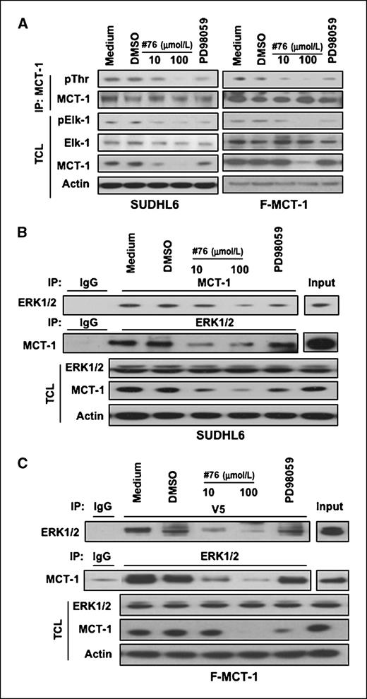 Figure 3. The physical association between MCT-1 and ERK1/2 is disrupted by inhibiting ERK. A, ERK inhibition reduces MCT-1 protein levels and threonine phosphorylation. SUDHL6 and Farage–MCT-1 cells were treated with ERK or MEK inhibitors in RPMI 1640 complete medium for 4 h. The levels of pElk-1, MCT-1, or ERK in the total cell lysates were monitored by immunoblotting with the indicated antibodies. The effects of inhibitors on MCT-1 threonine phosphorylation were examined by immunoprecipitation with anti–MCT-1 antibody and followed by immunoblotting with anti-phosphothreonine (pThr) antibody. B and C, SUDHL6 and Farage–MCT-1 cells were treated with ERK or MEK inhibitors in RPMI 1640 complete medium for 4 h. The cell lysates were subjected to immunoprecipitation with anti–MCT-1 or anti-ERK1/2 antibody followed by immunoblotting with anti-ERK1/2 or anti–MCT-1 antibody. Anti-V5 antibody was used in immunoprecipitation instead of MCT-1 antibody for Farage–MCT-1 cells overexpressing V5-tagged MCT-1. The expression of ERK1/2 or MCT-1 was monitored by immunoblotting of the total cell lysates. Actin was used as a loading control.