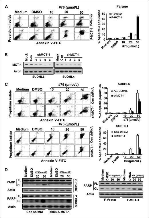 Figure 4. Elevated MCT-1 protein levels differentially sensitized DLBCL cells to ERK inhibition. A, Farage-Vector and Farage–MCT-1 cells were treated with different doses of no. 76. At 48 h after treatment, the cell apoptosis was measured by Annexin V and propidium iodide staining. Left, flow cytometric profile. Columns, mean of three independent experiments; bars, SD. B, SUDHL4 and SUDHL6 cells were stably transduced with a series of lentivirally encoded MCT-1 shRNAs or control shRNA. Following transduction, cells were selected in puromycin-containing medium for 14 d. MCT-1 protein level was monitored by immunoblotting. C, SUDHL6 cells stably transduced with MCT-1 shRNA no. 3 or control shRNA were treated with different doses of no. 76. At 48 h after treatment, the cell apoptosis was measured by Annexin V and propidium iodide staining. Columns, mean of three independent experiments; bars, SD. The same experiment as above was performed in SUDHL4 cells. D, PARP cleavage was detected by immunoblotting with anti-PARP antibody. FL, full length; CL, cleaved length.