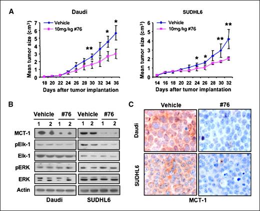 Figure 5. The ERK inhibitor has significant in vivo antitumor activity in human lymphoma xenograft models. A, 10 mice bearing s.c. tumors of either Daudi or SUDHL6 cells were divided into vehicle and no. 76 groups, with five mice in each group. The average tumor volume of each group with SD is shown as a function of time (*, P < 0.05; **, P < 0.01). Antitumor efficacy of ERK inhibitor was shown in Daudi and SUDHL6 xenograft models. B, in vivo mechanism of action of the ERK inhibitor in Daudi and SUDHL6 xenograft models. Two separate pooled protein extracts from both Daudi and SUDHL6 xenograft tumors were subjected to Western blot analysis using the indicated antibodies. C, immunostaining with anti–MCT-1 antibody shows that exposure to ERK inhibitor decreases MCT-1 protein level in Daudi and SUDHL6 xenograft models (original magnification, ×1,000).
