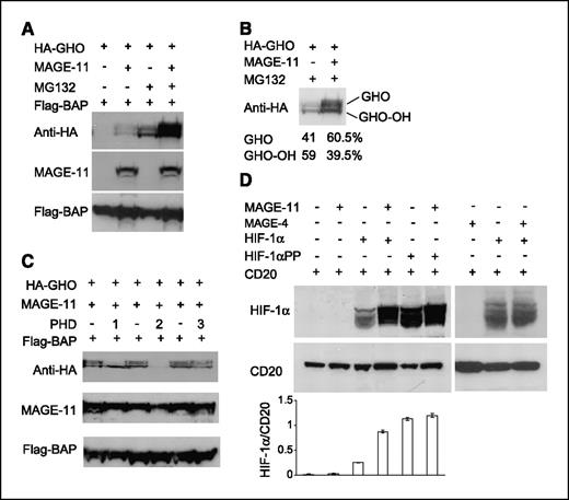 Figure 4. MAGE-11 increases the stability and transcriptional activity of HIF-1α. A, a plasmid containing Gal4 DNA-binding domain and HA-tagged HIF-1α ODDD (amino acids 496-626; HA-GHO) was cotransfected with pSG5-MAGE-11, and 2 d later, cells were treated with 10 μmol/L MG132 for 4 h. Each transfection reaction contained equal amounts of Flag-BAP (bacterial alkaline phosphatase) that served as a transfection efficiency control. B, shorter exposure of the fragment shown in the top panel of A allowed the separation and quantitation of the two bands. Numbers under the picture show the percentage of unhydroxylated band (GHO) and hydroxylated band (GHO-OH) in cells with and without MAGE-11. C, coexpression with PHDs completely (PHD2) or partially (PHD1 and PHD3) eliminates the ability of MAGE-11 to stabilize GHO protein. MAGE-11 and HA-GHO were cotransfected into 293T cells with or without Flag-tagged PHD1, PHD2, or PHD3. D, MAGE-11, but not MAGE-4, stabilizes full-length HIF-1α protein but has no effect on PHD-insensitive HIF-1α mutant. pSG5-MAGE-11 was cotransfected with the full-length wild-type HIF-1α or HIF-1α with two proline residues (Pro402 and Pro564) mutated to alanine (HIF-1αPP), and the stability of HIF-1α was analyzed with Western blotting. Equal amounts of pCMV-CD20 plasmid were cotransfected in each condition and served as a transfection efficiency control. Bottom, amounts of HIF-1α protein normalized to CD20.