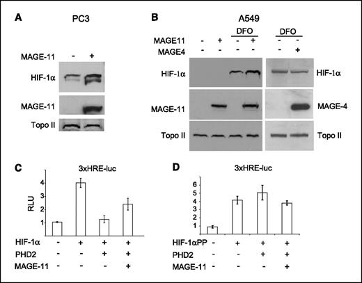 Figure 5. MAGE-11 increases the protein abundance and transcriptional activity of endogenous HIF-1α. Endogenous HIF-1α protein was analyzed after overexpression of MAGE-11 in PC3 cells (A) or A549 cells treated with DFO at 100 μmol/L for 16 h (B). HIF-1α (C) or HIF-1αPP (D) were cotransfected into 293T cells with or without PHD2 and MAGE-11 and equal amounts of 3× HRE-luciferase and pCMV-RL as an internal control. The experiments were performed in triplicate and repeated twice. Columns, mean; bars, SE.