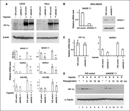 Figure 6. Down-regulation of MAGE-11 by siRNA results in impaired HIF-1α induction by hypoxia and inhibition of hypoxia-induced transcription of HIF target genes. A, the siRNA targeting MAGE-11 was transfected into U2OS or HeLa cells for two consecutive days, and in 24 h samples were collected for Western blotting (top) or quantitative RT-PCR analysis (bottom). Columns, mean of relative mRNA induction normalized to β-actin of at least three experiments; bars, SE. P values were obtained by paired t tests. **, P < 0.005; *, P < 0.01. B, stable expression of shMAGE-11 in MDA-MB435 cells results in down-regulation of MAGE-11 mRNA (left) and protein (right). C, expression of shMAGE-11 did not affect mRNA for HIF-1α but impaired the hypoxic induction of HIF target gene NDRG1. D, HIF-1α immunoblot analysis of 25 μg of nuclear extract after hypoxia-reoxygenation of shMAGE-11 MDA-MB435 cells. The experiment was repeated thrice. The representative experiment is shown.