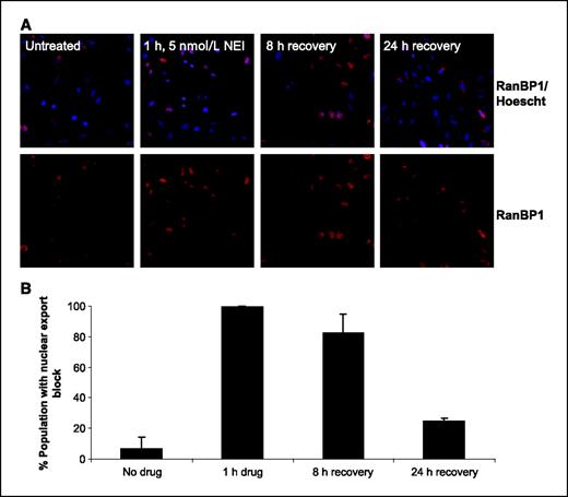 Figure 2. Nuclear export block persists after removal of NEI. SiHa (human cervical cancer) cells were treated with 5 nmol/L compound 3 for 1 h. The drug was removed by washing, and cells were allowed to recover in drug-free medium for the times indicated. Cells were formaldehyde fixed and stained for RanBP1 (a biomarker for CRM1 inhibition; red) and Hoechst (to define the nucleus; blue). A, in untreated cells, RanBP1 is localized to the cytoplasm. After 1 h of drug treatment with compound 3, nuclear localization of RanBP1 is detected in essentially 100% of the cells. B, for each time point, images were acquired and analyzed using a Cellomics ArrayScan Vti with Molecular Translocation software. A minimum of 500 cells per well were analyzed. Columns, average of two independent experiments. Nuclear export remains blocked in >80% of the cell population 8 h after the drug is removed, and a minority (∼25%) of the cells remain at least partially blocked 24 h after the drug is removed.