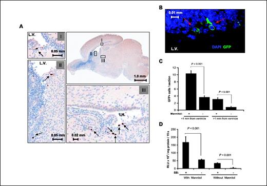 Figure 1. Characterization of gene transfer. A, 1 μg of pT/CMV-SV40-LgT DNA complexed in PEI was delivered in a 2-μL volume into the right lateral ventricle of 5 neonatal mice. IHC staining for SV40-LgT was conducted on brains harvested 48 h after gene transfer. A representative sagittal section is shown. Gray boxes labeled with roman numerals represent ×20 magnification of the corresponding black boxes shown at low power. Black arrows, positive cells. The lateral ventricle (LV) and inferior horn (IH) of the lateral ventricle are labeled. B, similar experiment as in A except that a GFP vector was injected into mice that were or were not given an i.p. injection of mannitol 1 h before gene delivery (n = 4 per group). Coronal sections were processed 48 h later for GFP immunofluorescence. Red arrows, cells reacting with anti-GFP antibody. C, quantification of the cells counted from B. Columns, mean of GFP-positive cells counted per section (n = 4 sections per mouse and 4 mice were used); bars, SD. D, neonatal mice were injected with PT2/C-FLuc alone or in combination with PGK-SB13 at 1:30 ratio (n = 4 per group; 1 μg total dose). Thirty days later, brain lysates were assayed for luciferase activity (graph indicates average ± SD).