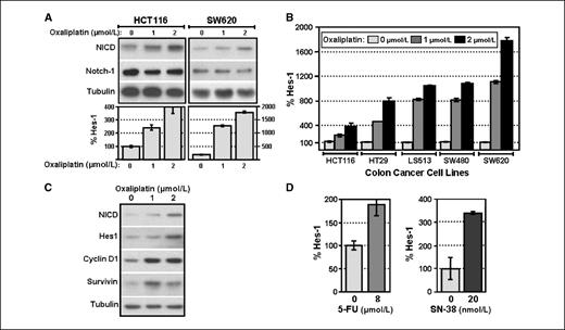 Figure 2. Oxaliplatin induces NICD protein and activity. A, the transcriptionally active NICD protein, but not full-length Notch-1 protein, increases with oxaliplatin in a dose-dependent manner in two colon cancer cell lines HCT116 and SW620 (top). The two cell lines were treated with oxaliplatin for 48 h, and total protein was immunoblotted for NICD or full-length Notch-1. Equal protein loading was confirmed by probing for tubulin. Next, using a luciferase reporter containing the promoter of the Notch-1 target HES-1, we report that oxaliplatin induces Hes-1 transcriptional activity in both colon cancer cell lines (bottom). All values were normalized for transfection efficiency. Columns, percentage of the untreated controls; bars, SE. B, Hes-1 luciferase activity was assayed in a panel of colon cancer cell lines after treatment with oxaliplatin (1 or 2 μmol/L) for 48 h. A statistically significant dose-dependent increase in Hes-1 luciferase activity was observed in each cell line. All values are standardized to the vehicle-treated group for each cell line. C, in HCT116 cells, the induction of NICD protein by oxaliplatin also increases the expression of downstream targets of Notch-1, including Hes1, cyclin D1, and survivin. Equal protein loading was shown by probing for α-tubulin protein expression. D, both the 5-FU (left) and SN-38, the active metabolite of irinotecan (right panel), increase the transcriptional activity of a Hes-1 luciferase reporter in HCT116 cells. All values were normalized for transfection efficiency. Columns, percentage of the untreated controls; bars, SE.