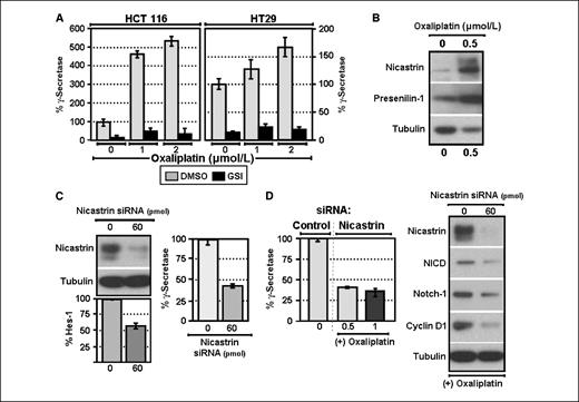 Figure 3. Oxaliplatin induces γ-secretase protein expression. A, oxaliplatin treatment (0.5 μmol/L) for 48 h (gray columns) of HCT116 cells (left) or HT29 cells (right) induces the activity of the γ-secretase protein complex, as measured with an in vitro substrate assay. Cotreatment with GSI34 (black columns) abrogates this induction of γ-secretase activity. Values are normalized to each cell line treated with media only. Columns, percentage of the untreated controls; bars, SE. B, in HCT116 colon cancer cells, oxaliplatin treatment (0.5 μmol/L) for 48 h induces the protein expression of two subunits of the γ-secretase protein complex, nicastrin and presenilin-1. Equal protein loading was confirmed by probing for tubulin expression. C, siRNA (60 pmol/L) to the nicastrin subunit of the γ-secretase complex suppresses nicastrin protein expression at 48 h (top left), which decreases the activity of a Hes-1 luciferase reporter in HCT116 cells (bottom left) and decreases activity of the γ-secretase complex (right). All values were normalized for transfection efficiency. Columns, percentage of the untreated controls; bars, SE. D, HCT116 cells were transfected with siRNA to nicastrin (60 pmol/L) for 24 h and then treated with oxaliplatin (0.5 or 1 μmol/L) for an additional 24 h. siRNA to nicastrin prevents the induction of γ-secretase activity by oxaliplatin (left) and abrogates the induction of nicastrin protein by oxaliplatin (right). Nicastrin siRNA also suppresses the increase in NICD and cyclin D1 protein expression by oxaliplatin (right). Total Notch-1 protein is also mildly decreased (right). Equal protein loading was shown by probing for tubulin.