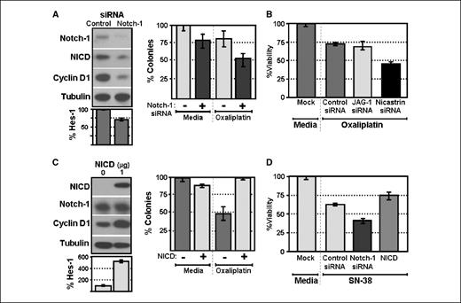 Figure 5. Notch-1 expression affects chemosensitivity. A, HCT116 cells were transfected with siRNA (60 pmol/L) to Notch-1 or to control sequences for 48 h. Notch-1 siRNA decreased Notch-1 expression, resulting in decreased NICD and cyclin D1 protein (top left). NICD transfection also decreased the activity of a Hes-1 luciferase reporter (bottom left). HCT116 cells were then transfected with siRNA to Notch-1 or control for 12 h before treatment with oxaliplatin (0.5 μmol/L) or media for another 48 h (right). The combination of Notch-1 siRNA and oxaliplatin decreased colony formation more than either treatment alone (P = 0.011). B, HCT116 cells were transfected with siRNA (60 pmol/L) to JAG-1, nicastrin, or control sequences for 12 h and then treated with oxaliplatin (0.5 μmol/L) for an additional 48 h. Whereas JAG-1 siRNA did not affect the chemosensitivity of HCT116 cells to oxaliplatin, nicastrin siRNA further sensitized the cells compared with control siRNA (P < 0.05). C, HCT116 cells were transfected with pCS2-NICD (1 μg) for 24 h, and NICD expression increased but not full-length Notch-1 protein (top left). NICD transfection also increased cyclin D1 (top) and enhanced Hes-1 luciferase activity after 48 h (bottom). HCT116 cells were then transfected with pCS2-NICD (2 μg) for 12 h and were treated with oxaliplatin (0.5 μmol/L) for 48 h. Expression of NICD protected the cells from oxaliplatin (P < 0.05). D, HCT116 cells were transfected with Notch-1 or control siRNA (60 pmol/L) and were treated with SN-38 (0.2 nmol/L) for 48 h. The combination of Notch-1 siRNA and SN-38 decreased viability significantly compared with either treatment alone (P = 0.022). In contrast, overexpression of NICD in HCT116 cells increased chemoresistance to SN-38.