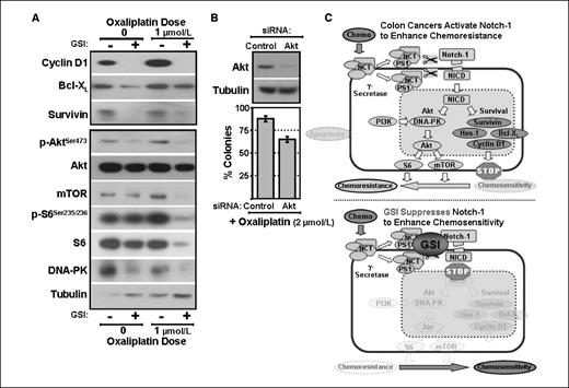 Figure 6. GSIs decrease the induction of prosurvival factors, including Akt signaling, by oxaliplatin. A, HCT116 cells were treated with both oxaliplatin and GSI34 (10 μmol/L) or DMSO for 48 h before total protein lysates were probed with antibodies, as indicated. GSI34 decreased the expression of Bcl-XL and survivin after oxaliplatin and blunted the increase in cyclin D1 (top). GSI34 also decreased phosphorylated AktSer473, mTOR, and phosphorylated S6Ser235/Ser236 proteins after oxaliplatin (bottom). Total S6 and DNA-PK proteins were also decreased by cotreatment with GSI34 but not by oxaliplatin. B, HCT116 cells were transfected with siRNA to Akt (50 nmol/L) for 48 h, decreasing total Akt protein (top). The percentage of colonies formed was also decreased by siRNA to Akt after oxaliplatin (bottom) compared with cells transfected with control siRNA (P < 0.05). C, after treatment with chemotherapy (oxaliplatin, 5-FU, or SN-38), colon cancer cells activate the Notch pathway by up-regulating the γ-secretase protein complex through induction of NCT and PS1 subunits to cleave more NICD (top). NICD proteins then activate targets involved in chemoresistance, such as PI3K/Akt, Bcl-XL, survivin, and cyclin D1. In contrast, down-regulation of Notch signaling chemosensitizes cells, as prosurvival targets are no longer activated (bottom). The Notch pathway can be suppressed if the colon cancer cells are cotreated with GSIs, which prevent the formation of the cleaved NICD by blocking the γ-secretase protein complex. Therefore, the colon cancer cell is more chemosensitive after inhibition of Notch signaling.