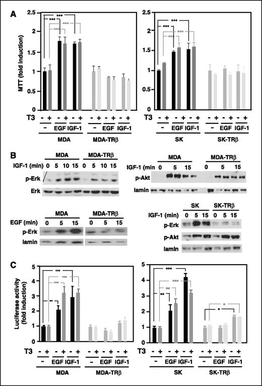 Figure 4. TRβ1 blocks the response of cancer cells to EGF and IGF-I. A, parental and TRβ-expressing MDA and SK cells were incubated in serum-free medium alone or in the presence of 5 nmol/L T3, 25 ng/mL EGF, or 15 nmol/L IGF-I for 48 h, and MTT values were determined. Data (mean ± SD) are expressed as fold induction over the values obtained in the corresponding control untreated cells. B, TRβ1 reduces activation of ERK and AKT by EGF and IGF-I. Western blotting was performed to detect phosphorylation of ERK and AKT in the different groups of cells incubated for the times indicated with these growth factors. Lamin levels were used as a loading control. C, TRβ1 blocks stimulation of ERK transcriptional activity by growth factors. Cells were transfected with a GAL-Elk fusion construct (a direct target of ERK) and the UAS luciferase reporter plasmid. Luciferase activity was determined in control cells and in cells treated for 36 h with T3, EGF, or IGF-I, as indicated. Data (mean ± SD) are expressed as fold induction over the values obtained in the corresponding untreated cells.
