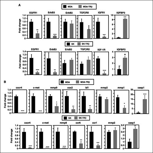 Figure 5. TRβ1 regulates expression of genes involved in invasiveness and metastasis formation. Relative expression levels of transcripts for growth factor receptors (A) and prometastatic genes (B) were estimated by real-time PCR in MDA, MDA-TRβ, SK, and SK-TRβ cells. Data (mean ± SD) were corrected by the amount of GAPDH mRNA and are expressed as fold change over the values obtained in the corresponding parental cells.