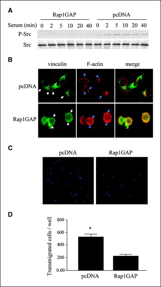 Figure 3. Overexpression of Rap1GAP decreases Src phosphorylation, focal adhesion formation, and cell transmigration. A, serum-starved LH cells transfected with a pcDNA3.1 vector containing FLAG-Rap1GAP (Rap1GAP) or pcDNA 3.1 empty vector (pcDNA) were cultured in DMEM containing 10% fetal bovine serum (FBS) for the indicated times and harvested for determination of Src phosphorylation by Western blot. B, serum-starved LH melanoma cells transfected with a pcDNA3.1 vector containing FLAG-Rap1GAP (Rap1GAP) or pcDNA 3.1 empty vector (pcDNA) were cultured in DMEM containing 10% FBS for 1 h, and immunofluorescence was performed for vinculin (green) and F-actin (red). Yellow, colocalization of vinculin and F-actin; white arrows, vinculin on cell membrane; blue arrows, F-actin. Magnification, 630×. C, LH cells transfected with a pcDNA3.1 vector containing FLAG-Rap1GAP (Rap1GAP) or pcDNA 3.1 empty vector (pcDNA) were plated into the upper chamber of a transwell plate at 1.5 × 104 in 100 μL of serum-free medium. Medium containing 10% FBS was added into lower chamber, and cells were cultured for 24 h. Cells migrated into the lower chamber were fixed, and 4′,6-diamidino-2-phenylindole staining was performed. Migration was significantly reduced in Rap1GAP-overexpressing cells compared with control cells. D, quantitative analysis of transmigration was performed from C. *, P < 0.05 for pcDNA versus Rap1GAP-transfected cells.