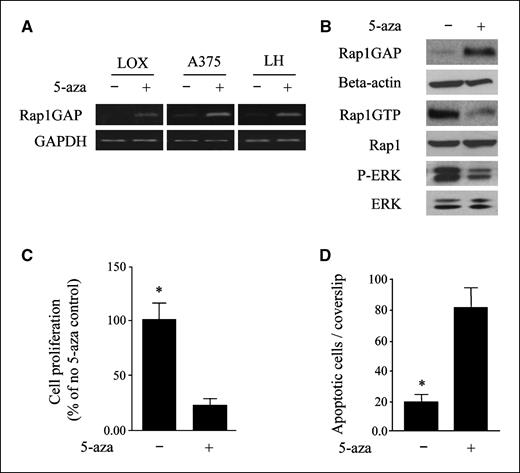Figure 5. Reinduction of expression of Rap1GAP by 5-aza decreases RAP1 activity, ERK phosphorylation, and cell proliferation and survival. A, LOX, A375, and LH cells were cultured in DMEM containing 10% FBS in the presence or absence of 5-aza (3 μmol/L) for 4 d and refed with fresh medium on day 2. Total RNA was extracted from the cells, and RT-PCR was performed. 5-Aza treatment reinduced expression of Rap1GAP mRNA in these three cell lines. B, LOX melanoma cells were cultured in the presence or absence of 5-aza (3 μmol/L) for 4 d with fresh medium supplied on day 2. Protein was harvested, and Western blot analysis for Rap1GAP and P-ERK and pull-down assay for RAP1 activity were performed. β-Actin, Rap1, and ERK served as internal controls. C, LOX cells were plated onto 96-well plates and treated with 5-aza (3 μmol/L) for 4 d with fresh medium supplied on day 2. BrdUrd incorporation was performed for 6 h, and cell proliferation was determined. D, LOX cells were cultured on 12-mm coverslips and treated with 5-aza (3 μmol/L) for 4 d with fresh medium supplied on day 2. Detection of LOX cell apoptosis was performed. *, P < 0.05 for untreated versus 5-aza–treated melanoma cells.