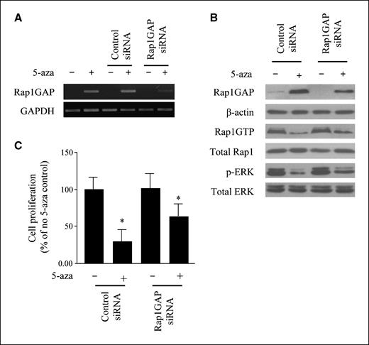 Figure 6. Knockdown of Rap1GAP expression by Rap1GAP-specific siRNA inhibits Rap1GAP expression reinduction by 5-aza and increases Rap1 activity, ERK phosphorylation, and cell proliferation. A, LOX cells transfected with Rap1GAP or control siRNA were treated with 5-aza (3 μmol/L). Total RNA was isolated for detection of Rap1GAP mRNA expression by RT-PCR. B, LOX cells transfected with Rap1GAP or control siRNA were treated with 5-aza (3 μmol/L). Rap1GAP protein expression and ERK phosphorylation were determined by Western blot, and Rap1 activity was determined by pull-down assay. C, LOX cells transfected with Rap1GAP or control siRNA were treated with 5-aza (3 μmol/L) for 3 d. BrdUrd incorporation was performed for 6 h at 37°C in 5% CO2, and cell proliferation was quantitatively assessed. *, P < 0.05 for control siRNA-transfected, 5-aza–treated cells versus Rap1GAP siRNA-transfected, 5-aza–treated cells.