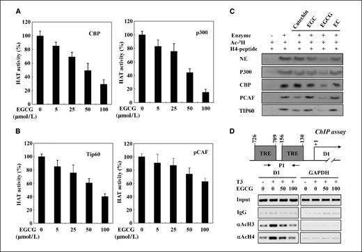Figure 2. EGCG exhibits a broad range of substrate specificity. HAT activity colorimetric assays were performed with an increased amount of GST-CBP (A, left), GST-p300 (A, right), immunoprecipitated TIP60 (B, left), and PCAF (B, right). C, in vitro HAT activity assays were performed with HAT enzymes in the presence or absence of catechin derivatives (100 μmol/L) using a synthetic H4 tail peptide and subsequently processed for fluorography. D, EGCG inhibits hypoacetylation of histone tails in chromatin. A diagram of the D1 promoter showing the positions of TREs and primers used for PCR amplification in ChIP assays. The P1 pair primers amplify a DNA fragment ∼2.5 kb downstream of the transcriptional start site. A ChIP assay was performed with HeLa α2 treated with EGCG in the presence of T3 (1 h). The histone modification of the D1 gene was then assessed by ChIP assays using the indicated antibodies.