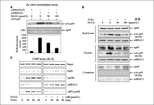 Figure 3. EGCG-induced hypoacetylation of p65 leads to an exchange between p300 and HDAC3 in the promoter region of the NF-κB–regulated gene IL-6. A, EGCG prevents p300-mediated p65 acetylation in vitro. Either recombinant GST-p300 or GST-p300 (Δ) was incubated with GST-p65 in the presence or absence of EGCG and subsequently processed for Western blot analysis using antibody against acetylated lysine (310) p65. CBS, Coomassie blue staining. B, EGCG treatment prevented TNFα-induced p65 acetylation in vivo. HEK293 cells were treated with TNFα and/or 100 μmol/L EGCG. The level of p65 acetylation was assayed by Western blot analysis using antibody against acetylated lysine (310) p65. C, EGCG-induced p65 hypoacetylation resulted in the association of HDA3 and the dissociation of p300 with the IL-6 promoter region. HEK293 cells were treated with TNFα and/or EGCG for various times as indicated. ChIP assay was then carried out to determine the binding of HDAC3 and p300.