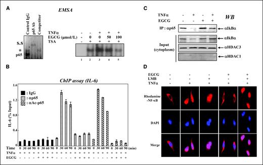 Figure 4. Hypoacetylation of p65 by EGCG treatment led to loss of NF-κB function. A, an electromobility assay was performed in the presence of TNFα and/or EGCG as indicated. EGCG treatment resulted in a dose-dependent reduction of DNA binding of NF-κB in cells treated with TNFα. Note that EGCG treatment reversed the effect of TSA on the DNA-binding activity of p65. The nonspecific band is indicated by *. S.S, supershift. B, the increased association of p65 and acetylated p65 with the IL-6 gene was abolished on EGCG treatment. HEK293 cells were treated with TNFα and/or EGCG for various times as indicated. ChIP assay was then carried out to determine the binding of HDAC3 and p300. The results were analyzed by real-time PCR and shown as the percentage of input. Columns, mean of three independent experiments; bars, SD. C, EGCG treatment led to a cytoplasmic accumulation of IκBα. HEK293 cells were treated with TNFα and/or EGCG. Cytoplasmic extracts were prepared and an immunoprecipitation assay was processed for Western blot analysis. D, EGCG-induced hypoacetylation of p65 enhanced the nuclear export of p65 as assessed by immunostaining after treating with EGCG and LMB, a specific inhibitor of nuclear export.