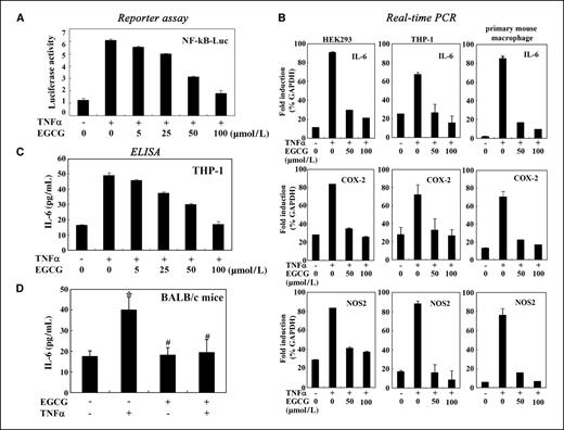 Figure 5. EGCG suppressed the TNFα-induced NF-κB–dependent inflammatory response. A, EGCG dose dependently inhibited TNFα-induced NF-κB–dependent promoter activity in HEK293 cells. HEK293 cells were transfected with a NF-κB–binding site-driven luciferase reporter plasmid and treated with TNF and/or various concentrations of EGCG. Whole-cell extracts were used in luciferase assay. Results are presented as the means of two independent experiments performed in triplicate. B, EGCG reduced mRNA levels of these target genes. Total RNA was prepared from each sample and used for quantitative RT-PCR to measure the expression of the NF-κB target genes. As controls, the level of GAPDH mRNA was also measured by quantitative RT-PCR using the same batch of RNA samples. C, EGCG treatment of cells resulted in a significant inhibition of the TNFα-induced IL-6 production. The release of IL-6 into the HEK293 cell culture medium was analyzed with an ELISA kit. D, EGCG inhibits the production of TNFα-induced inflammatory molecules in vivo. Male BALB/c mice were pretreated with the indicated doses of EGCG by oral administration for 4 wk, and then all were treated with TNFα as indicated. After 2 h, mice were killed, and serum was collected for serum IL-6 levels. A one-way ANOVA test was used to determine the effects of the treatment. Columns, mean (n = 8); bars, SD. *, P < 0.05 versus control; #, P < 0.05 versus TNFα treated.
