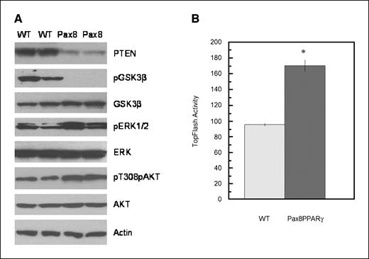 Figure 2. MMTV-Pax8PPARγ mice exhibit an increase in Wnt pathway signaling. A, mammary gland lysates analyzed by Western blotting indicate that MMTV-PPARγ mice (Pax8) express less PTEN, no pGSK3β, and greater pERK and pAKT compared with WT mice. B, primary mammary cell cultures transfected with the TopFlash reporter plasmid indicate that cells from MMTV-Pax8PPARγ mice express greater β-catenin/TCF–dependent activity than WT mice. Columns, mean (n = 3 per assay); bars, SE. *, P < 0.01 by Student's t test.