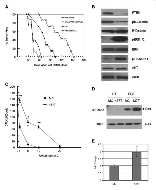 Figure 3. MMTV-Pax8PPARγ mice are more susceptible to carcinogenesis and resistant to the chemopreventive effects of PPARγ agonist GW7845. A, tumor latency was significantly reduced (P = 0.018) from 80 d in WT mice to 40 d in MMTV-Pax8PPARγ mice (Pax8PPAR). Administration of a diet containing 0.005% GW7845 significantly delayed (P = 0.024) tumor formation in WT mice but not in transgenic mice (Pax8PPAR; P = 0.551). n = 8 per group. Wilcoxon's rank test was used for statistical analysis. B, tumor cells from MMTV-Pax8PPARγ mice exhibit a reduction in PTEN and pβ-catenin and an increase in pERK and pAKT. Western analysis was carried out with lysates from progestin/DMBA-induced adenocarcinoma cell lines derived from MMTV-Pax8PPARγ mice (437T cells) and WT mice (MC cells). C, colony formation in 437T cells is less sensitive than MC cells to MEK inhibitor U0126. 437T and MC cells were treated with 1, 5, and 10 μmol/L of U0126, and colony formation was determined. Points, mean (n = 3 per assay); bars, SE. *, P < 0.05; **, P < 0.01 by Student's t test. D, Ras is activated to a greater extent in 437T cells versus MC cells. Cells were serum starved overnight and either left untreated (UT) or treated for 5 min with 10 ng/mL EGF. Lysates were “pulled down” with the Raf-activated Ras-binding domain and Western blotting was carried out with a Ras antibody. E, 437T cells exhibit greater β-catenin/TCF reporter gene activity. 437T cells transfected with TopFlash as a measure of β-catenin/TCF activation exhibit significantly greater activity than MC cells. Columns, mean (n = 3 per assay); bars, SE. *, P < 0.05 by Student's t test.