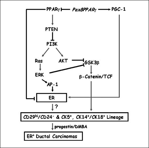 Figure 5. Schematic of signal transduction in MMTV-Pax8PPARγ mice. Pax8PPARγ is envisioned to act in a dominant-negative fashion to block PPARγ-dependent inactivation of ER through the proteasomal pathway, promote PGC-1 coactivation of ER, and block PPARγ-mediated transactivation of PTEN. Reduced PTEN activates PI3K and Ras/ERK and AKT, which inhibit GSK3β and activate β-catenin/TCF signaling. ERK may stimulate ER transcription through AP-1 downstream of ERK. Although ERK is known to phosphorylate and stabilize ER, pSer104/106ER levels were not altered in the mammary gland of MMTV-Pax8PPARγ versus WT mice. ER may also be phosphorylated by AKT and GSK3β (thin lines), but this has not been examined. Activation of ER and PI3K signaling is believed to increase stem and progenitor cell expansion and ER+ tumors following progestin/DMBA carcinogenesis. It is controversial whether mammary stem cells are ER+ (?).