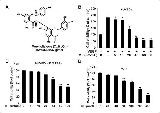 Figure 1. Morelloflavone inhibits cell viability both in HUVECs and in PC-3 cells. A, chemical structure of morelloflavone with a molecular weight of 556.4732 g/mol. B, morelloflavone (MF) inhibits VEGF-induced cell viability in a dose-dependent manner. HUVECs (2 × 104 per well) were starved with 0.1% FBS medium and then treated with or without VEGF (4 ng/mL) and different concentrations of morelloflavone for 24 h. Cell viability was quantified by MTS assay. *, P < 0.05; **, P < 0.01 versus VEGF alone. C, effects of morelloflavone on HUVEC viability under normal culture condition. HUVECs (2 × 104 per well) were treated with different concentrations of morelloflavone for 24 h. *, P < 0.05; **, P < 0.01 versus control. D, morelloflavone inhibits prostate cancer cell (PC-3) viability (the treatment is the same as in C). Columns, mean from three different experiments with six duplicates; bars, SE.