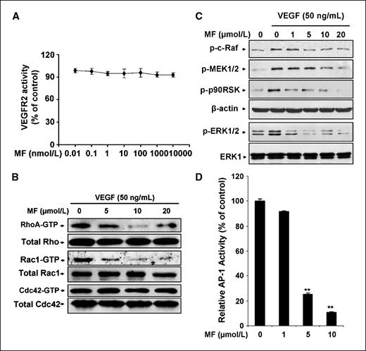 Figure 5. Morelloflavone inhibits VEGF-induced activation of Rho GTPases and the phosphorylation of ERK pathway. A, morelloflavone has no effect on VEGFR2 activation. Effect of morelloflavone on VEGFR2 activation was analyzed by a specific VEGFR2 inhibition assay. Points, mean (n = 3); bars, SE. B, morelloflavone inhibits RhoA and Rac1 GTPase activation, whereas it has little effect on Cdc42. HUVECs were pretreated with various concentrations of morelloflavone for 30 min before being stimulated with 50 ng/mL VEGF for a certain time. After that, cells were washed with cold PBS and lysed on the dish in RIPA buffer. GTP-bound active RhoA was pulled down using the GST-RBP fusion protein immobilized on glutathione beads and detected with anti-RhoA antibody. Active GTP-bound Rac1 or Cdc42 was pulled down using the GST-PBD fusion protein of PAK1 immobilized on glutathione beads and the active Rac1 and Cdc42 were detected with anti-Rac1 and anti-Cdc42 antibodies. C, effects of morelloflavone on the phosphorylation and activation of Raf/MEK/ERK pathway at different concentrations. Phosphorylation and activation of different protein kinases in Raf/MEK/ERK pathway were examined by specific antibodies, including pSer338-c-Raf antibody, pSer217/221-MEK1/2 antibody, pThr202/Tyr204-ERK1/2 antibody, and pSer380-p90RSK antibody. D, morelloflavone inhibited AP-1 activity. AP-1 reporter gene construct was transfected into 293T cells, and then the transfected cells were treated with different concentrations of morelloflavone for 24 h. The relative activity was measured by the luciferase assay as described in Materials and Methods. Columns, mean of AP-1 luciferase activities calculated from three independent experiments; bars, SE.