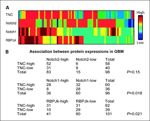 Figure 2. Notch1, Notch2, RBPJκ, and TNC expression on a GBM tissue microarray. A, protein expression was determined by immunohistochemistry on a GBM tissue microarray and scored 0 (indigo, no expression) to 3 (red, high expression). Ninety-six of the 190 spots could be classified for all four proteins. Data are ordered using the SPIN software (35). B, associations between high and low expression levels of TNC with RBPJk, Notch2, and Notch1, respectively, were determined. Because noninterpretable spots varied on each section of the tissue microarray, the number of evaluable spots differed between each comparison. This analysis revealed a significant association between RBPJκ and TNC levels (P = 0.021) and TNC and Notch1 (P = 0.018) but not for TNC and Notch2 (P = 0.15) as determined by the 2-sided Fisher's exact test.