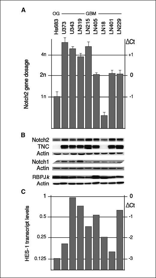 Figure 3. Notch genomic status and TNC expression in glioma cell lines. A, detection of genomic amplifications at marker D1S2696 in glioma lines by real-time quantitative PCR. A ΔCt value of 0 corresponds to normal diploidy. Notch2 genomic status (n) is calculated as 2 × 2−ΔCt. All experiments were done in triplicates. Columns, mean based on two independent experiments; bars, SD. P value for comparison of all three groups (>2n, 2n, and <2n) is 0.0002. B, Notch2, TNC, Notch1, and RBPJκ immunodetection in glioma cells. For each experiment, the corresponding actin standard is shown below. C, assessment of Notch signaling activity in glioma cells by real-time quantitative PCR of HES-1 transcripts. ΔCt value of 0 corresponds to fetal brain level. HES-1 amounts relative to fetal brain baseline calculated as 2ΔCt.