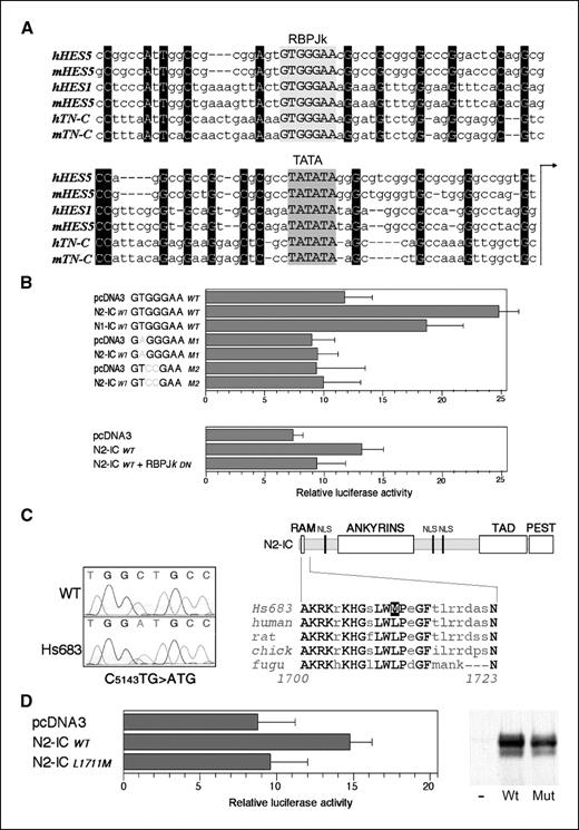 Figure 4. The TNC promoter contains a functional RBPJκ responsive element. A, sequence alignment of human (h) and mouse (m) HES5, HES1, and TNC promoters. Conserved nucleotides are uppercase and highlighted in black. TATA boxes and RBPJκ binding motifs are highlighted in gray. B, Notch-dependent induction of luciferase driven by the human TNC promoter occurs when the wild-type (WT) RBPJκ binding site is present but not with M1 or M2 mutants. Columns, mean based on three independent experiments; bars, SD. Significance of N2-IC induction on GTGGGAA WT versus control pcDNA3 and M1/M2 mutations: P < 0.008. A dominant negative (DN) RBPJκ mutant impairs Notch2-dependent induction of TNC transcription. Significance of N2-IC induction versus pcDNA3 and RBPJκDN: P < 0.008; significance of N1-IC versus pcDNA3: P < 0.035 (bottom). C, electrophoretogram of the Hs683 mutation L1711M (left). Model showing the N2-IC domains: RAM, RBPJκ-binding site; NLS, nuclear localization signal; TAD, trans activation domain; PEST, serine/threonine–rich domain. Below, a sequence alignment of the Hs683 Notch2 mutation with wild-type Notch2 RAM domains of several species shows high sequence identity highlighted in uppercase and bold and the mutation is highlighted. D, Notch2-dependent induction of the TNC promoter is impaired by the N2-IC L1711M mutation. Significance of N2-ICWT induction versus pcDNA3 and N2-ICL1711M: P < 0.02. An immunoblot of extracts of cells transfected with an empty pcDNA3 vector (−), the wild-type N2-IC (wt), or the mutated N2-ICL1711M (mut) shows that both Notch2 constructs gave comparable expression levels (right).
