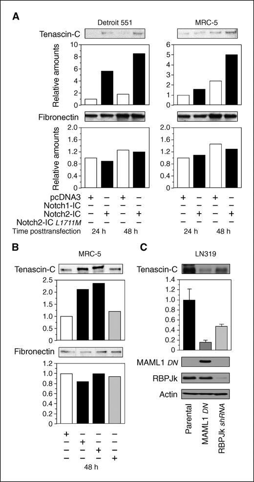 Figure 5. Notch signaling triggers endogenous TNC production. A, time course of Notch2-dependent endogenous TNC production. Detection of TNC and fibronectin on immunoblots of supernatants from transfected Detroit 551 and MRC-5 fibroblasts collected 24 and 48 h after transfection with Notch2-IC or the control plasmid pcDNA3. Graphs show quantification of TNC and fibronectin protein bands. B, transfection of wild-type Notch1-IC and Notch2-IC but not the mutated Notch2-ICL1711M lead to an increase of TNC levels in the medium of MRC-5 fibroblasts collected 48 h after transfection. C, disruption of Notch signaling results in lower TNC levels in extracts of LN319 cells. Signaling mediators MAML1 and RBPJκ were genetically inactivated by stable expression of dominant negative MAML or RBPJκ shRNA.