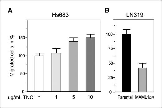 Figure 6. TNC promotes glioma cell migration. A, migration assays were performed in modified Boyden chambers with the TNC-negative Hs683 cells in the presence or absence of indicated amounts of purified TNC protein in the lower chamber. After 16 h, migrated cells were counted and numbers were normalized to Hs683 cells in the absence of TNC (set to 100%). Columns, mean based on three independent experiments; bars, SD. Significance of Hs683 versus Hs683 + 10 μg/mL TN-C: P < 0.001. B, LN319 cells stably expressing dominant negative MAML1 (with inactive Notch signaling and reduced TNC expression) show reduced migration compared with the parental LN319 cells. Migration of the parental cells was set to 100%.