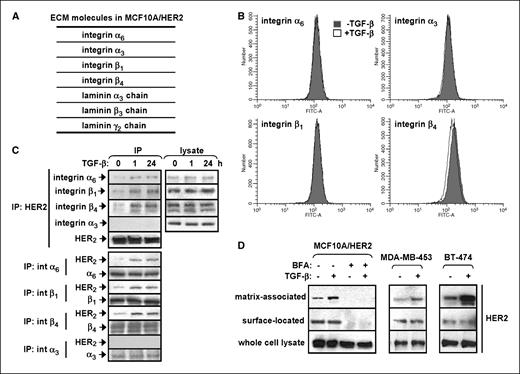 Figure 1. TGF-β induces clustering of HER2 and integrins α6, β1, and β4 at the cell membrane. A, matrix and matrix-associated proteins were prepared from MCF10A/HER2 cells grown on a 100-mm culture dish as described in ref. 17. The preparations were separated by SDS-PAGE and the identities of the proteins were determined by peptide mass mapping and single-stage MS as indicated in Materials and Methods. B, MCF10A/HER2 cells grown on culture dishes were treated with TGF-β (2 ng/mL) or equal amount of PBS (vehicle control) for 24 h in growth medium. At the end of treatment, cells were harvested by trypsinization and stained with antibodies against integrins α6, α3, β1, and β4, followed by a secondary FITC-conjugated antibody. Stained cells were then analyzed by flow cytometry for the level of FITC. C, MCF10A/HER2 cells were serum starved for 16 h before being treated with TGF-β (2 ng/mL) for 1 or 24 h. At the end of the treatment, cells were lysed for immunoprecipitation with antibodies against HER2 and integrin α6, β1, or β4. The pull-downs were subjected to immunoblot with the indicated antibodies. D, MCF10A/HER2, MDA-MB-453, and BT-474 cells were serum starved for 16 h and treated with TGF-β or PBS (vehicle control) for 1 h before being subjected to matrix preparation or cell-surface biotinylation as described in Materials and Methods. Prepared matrix proteins, the streptavidin pull-down for surface-located proteins, and the whole cell lysate were subjected to immunoblot with HER2 antibody. Brefeldin A (10 μg/mL) was added to cells 1 h before TGF-β in the indicated lanes.