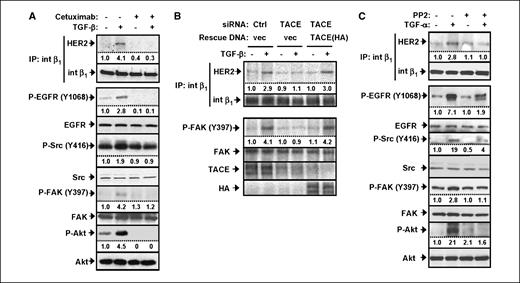 Figure 3. TGF-β induces Src-FAK through EGFR activation. A, MCF10A/HER2 cells were serum starved for 16 h and pretreated with cetuximab (10 μg/mL) or PBS (vehicle control) for 1 h before being treated with TGF-β or PBS (vehicle control) for 1 h and subjected to immunoprecipitation and immunoblot. B, MCF10A/HER2 cells grown on six-well plates were transfected by siRNA oligonucleotides targeting human TACE or a control sequence. To rescue TACE expression, a plasmid encoding the full-length mouse TACE [TACE(HA)] or empty vector (vec) was cotransfected with the siRNA oligonucleotides. Seventy-two hours after transfection, cells were serum starved for 16 h and treated with TGF-β or PBS (vehicle control) for 1 h before being subjected to immunoprecipitation and immunoblot. C, MCF10A/HER2 cells were serum starved for 16 h and pretreated with PP2 or DMSO (vehicle control) for 1 h before being treated with TGF-α (10 ng/mL) or PBS (vehicle control) for 1 h and subjected to immunoprecipitation and immunoblot. Bands were quantified using ImageJ, with untreated cell samples (first lanes) set as 1.0.