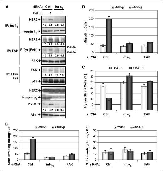 Figure 4. Integrin α6 is essential for the clustering of HER2, integrin β1, and FAK. A, MCF10A/HER2 cells grown on six-well plates were transiently transfected with siRNA oligonucleotides targeting integrin α6 or a control sequence. Seventy-two hours after transfection, cells were serum starved for 16 h and treated with TGF-β or PBS (vehicle control) for 1 h before being subjected to immunoprecipitation and immunoblot. B, MCF10A/HER2 cells were transiently transfected with siRNA targeting integrin α6 or the control sequence and grown on six-well plates for 2 d to 100% confluence. Cell monolayers were serum starved for 16 h before wounding and the addition of 2 ng/mL TGF-β. Wound closure was captured at 24 h. Bar, 50 μm. C, MCF10A/HER2 cells that had been transfected with siRNA targeting integrin α6, FAK, or the control sequence for 48 h were changed to serum-free medium +/− TGF-β. After 48 h, cells were harvested for trypan blue staining. Points, mean of three wells; bars, SD. D, MCF10A/HER2 cells that had been transfected with siRNA targeting integrin α6, FAK, or the control sequence for 48 h were seeded at 2.5 × 104 per well on laminin (LN)- or collagen (COL)-coated transwells and allowed to invade toward serum-free medium +/− TGF-β. At 16 h, the cells that invaded through transwell filters were counted. Columns, mean of three wells; bars, SD. Bands were quantified using ImageJ, with untreated cell samples (first lanes) set as 1.0.