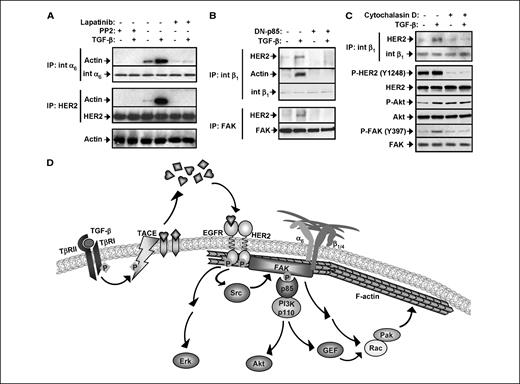Figure 5. TGF-β induces association of HER2 and integrin with the cytoskeleton. A, MCF10A/HER2 cells were serum starved for 16 h and pretreated with PP2 or lapatinib (1 μmol/L) or DMSO (vehicle control) for 1 h before being treated with TGF-β or PBS (vehicle control) for 1 h and subjected to immunoprecipitation and immunoblot. B, MCF10A/HER2 cells grown on six-well plates were infected by adenoviruses encoding the dominant negative (DN) PI3K p85 subunit or control viruses expressing β-gal (multiplicity of infection, 1:5). Sixteen hours after infection, cells were serum starved for 16 h and treated with TGF-β or PBS (vehicle control) for 1 h before being subjected to immunoprecipitation and immunoblot. C, MCF10A/HER2 cells were serum starved for 16 h and pretreated with cytochalasin D (5 μmol/L) or DMSO (vehicle control) for 1 h before being treated with TGF-β or PBS (vehicle control) for 1 h and subjected to immunoprecipitation and immunoblot. D, TGF-β induces membrane-proximal clustering of HER2 and integrins by activating Src-FAK and receptor association to cytoskeleton. Signals from extracellular TGF-β are transduced into cells through TGF-β receptors. Activated type I TGF-β receptor (TβRI) induces phosphorylation of TACE, resulting in its translocation to the cell surface, where TACE cleaves EGFR proligands. EGFR ligands will initiate autocrine and paracrine EGFR signaling, which is amplified in HER2-overexpressing cells, leading to Src-FAK activation and cytoskeleton rearrangement; both are required for the membrane-proximal clustering of HER2 and integrin.