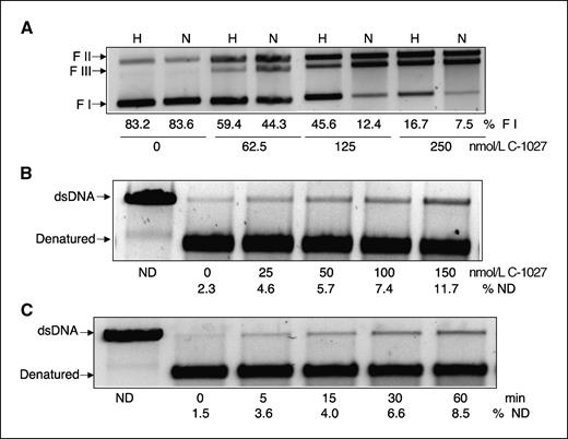 Figure 2. C-1027 induced damage of cell-free plasmid DNA under hypoxic conditions. A, plasmid DNA was treated with varying concentrations of C-1027 for 1 h at 37°C under hypoxic (H) or normoxic (N) conditions and electrophoresed on agarose gels (see Materials and Methods). DNA breaks were shown by decreases in supercoiled form I (FI) and increases in nicked circular form II (FII) or linear form III (FIII). The percent of FI relative to total DNA is indicated for each lane. B, C-1027 cross-link activity was determined by treatment of linearized plasmid DNA with the indicated concentrations of C-1027 for 2 h at 37°C, followed by alkaline denaturation and agarose gel electrophoresis (see Materials and Methods). The upper band represents denaturation-resistant double-strand DNA and the lower band denatured DNA. ND is a nondenatured control lane, and % of ND indicates the relative percentage of nondenatured (i.e., cross-linked) duplex DNA compared with the nondenatured control. C, time-dependant cross-link induction was shown by treatment of linearized plasmid DNA with 150 nmol/L C-1027 for the indicated times at 37°C, followed by alkaline denaturation and electrophoresis as described in B.