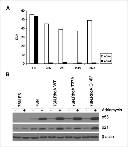 Figure 4. Rho-immortalized cells express normal p53 and maintain intact cell cycle checkpoint. A, 76N (used as positive control), 76N-E6 (used as negative control), and RhoA-immortalized cells were assessed for their ability to synthesize DNA [% labeled nuclei (%LN)] using [3H]thymidine incorporation after Adriamycin treatment. B, immunoblotting of cell lysates with antibodies against p53, p21, or β-actin (as control) after treatment with Adriamycin.