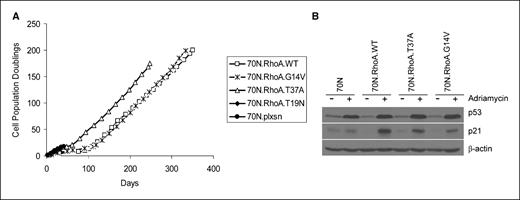 Figure 5. RhoA-induced immortalization is a generalized phenomenon. A, cumulative PDs of 70N cells infected with vector, WT RhoA, constitutively active RhoA (G14V), mutation in effector binding region (T37A), and dominant-negative RhoA (T19N). B, immunoblotting of cell lysates with antibodies against p53, p21, or β-actin (as control) after treatment with Adriamycin.