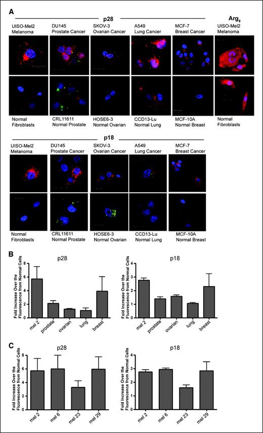 Figure 1. Penetration of azurin-derived peptides, p18 and p28, into cancer cell lines of diverse histogenesis and their normal counterparts. Penetration of Alexa Fluor 568–labeled p28 or p18 after 2 h at 37°C (A). The cationic Arg8 was used as a control; red, Alexa Fluor–labeled peptide; blue, DAPI (nucleus); green, autofluorescence was detected in some cell lines. Flow cytometric analysis of the penetration of Alexa Fluor 568–labeled p28 or p18 into the same cell lines after 2 h at 37°C (B). The increase over fluorescence from normal cells was calculated. C, similar observations of p28 or p18 entry into 4 melanoma cell lines show a several-fold increase (1.5–6-fold) over fluorescence from normal cells.