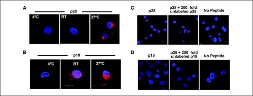 Figure 4. Temperature-dependent and competitive internalization of p28 and p18 into UISO-Mel-2 cells. Penetration of Alexa Fluor 568–labeled p28 (A) or p18 (B) at 20 μmol/L was evaluated by confocal microscopy at different temperatures. Red, Alexa Fluor–labeled peptide; blue, DAPI (nucleus). C and D, confocal analysis of entry of Alexa Fluor 568–labeled p28 (C) or p18 (D) at 5 μmol/L into UISO-Mel-2 cells after 30 min at 37°C in the presence/absence of unlabeled peptide (200-fold excess). RT, room temperature.