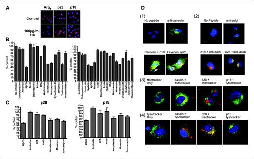 Figure 5. A, peptide entry and trafficking. Confocal analysis of p28, p18 (20 μmol/L), and Arg8 (10 μmol/L) entry into UISO-Mel-2 cells after 1 h at 37°C in the presence/absence of HS (100 μg/mL). B, flow cytometric analysis of p28 or p18 entry in the presence of inhibitors. UISO-Mel-2 cells were pretreated with inhibitor and incubated with 20 μmol/L of Alexa Fluor 568–labeled p28 or p18 for 1 h. Specific inhibitors included the following: CPZ (inhibitor of clathrin-mediated endocytosis; 10 μg/mL; 60 min); Amiloride (macropinocytosis inhibitor; 50 μmol/L; 30 min); Nystatin (50 μg/mL; 30 min); Methly-β-cyclodextrin (MβCD; 5 mmol/L; 60 min); Filipin (inhibitors of caveolae-mediated endocytosis; 3 μg/mL; 60 min); Taxol (microtubule stabilizer; 20 μmol/L; 30 min); Staurosporine (cell cycle inhibitor; 250 nmol/L; 10 min); Sodium azide (metabolic inhibitor; 1 mmol/L; 60 min); Ouabain (ATPase-dependent Na+/K+ pump inhibitor; 50 mmol/L; 60 min); BFA (Golgi apparatus disruptor; 100 μmol/L; 60 min); Wortmannin (early endosome inhibitor; 100 nmol/L; 30 min); Monensin (inhibits at late endosome/lysosome; 10 μmol/L; 60 min); Nocodazole (inhibits caveosome formation; 10 μmol/L; 60 min); Cytochalasin D (actin filament and microtubule disruptor; 5 μmol/L; 30 min); Benzyl 2-acetamido-2-deoxy-α-D-galactopyranoside (BnGalNac; O-linked glycosylation inhibitor; 3 mmol/L; 48 h); Tunicamycin (N-linked glycosylation inhibitor; 20 μg/mL; 48 h); and Neuraminidase (cleaves sialic acid residues from proteins; 1 U/mL; 30 min). Cell fluorescence intensity in the absence of inhibitor (control) was considered as 100%. C, FACS analysis of p28 and p18 entry into fibroblasts in presence of inhibitors. D, colocalization of p18 and p28 with caveolin 1 (1). UISO-Mel-2 cells were incubated with Alexa Fluor 568–labeled p18 or p28 (20 μmol/L) or medium for 2 h at 37°C. Cells were fixed and processed for anticaveolin 1 immunostaining. Red, Alexa Fluor–labeled peptide; blue, DAPI (nucleus); green, caveolin; yellow, colocalization of p18 or p28 (red) with caveolin 1 (green). Confocal analysis of entry of Alexa Fluor 568–labeled p18 or p28 (20 μmol/L) into UISO-Mel-2 cells after 2 h at 37°C followed by antigolgin 97 antibodies (2). Red, Alexa Fluor–labeled peptide; blue, DAPI (nucleus); green, golgi; yellow, colocalization of p18 or p28 (red) with golgi (green). Colocalization of Alexa Fluor 568–labeled azurin, p28, and p18 (red) with mitotracker (green; 3) and Lysotracker (green; 4) dyes in UISO-Mel-2 cells. Cells were incubated at 37°C with 20 μmol/L azurin, p28, p18, or medium only. After 90 min incubation, mitotracker/lysotracker probes were added and cells incubated for 30 min. Cells were counterstained with DAPI (blue). Colocalization of azurin, p28, or p18 seems as a yellow fluorescence.