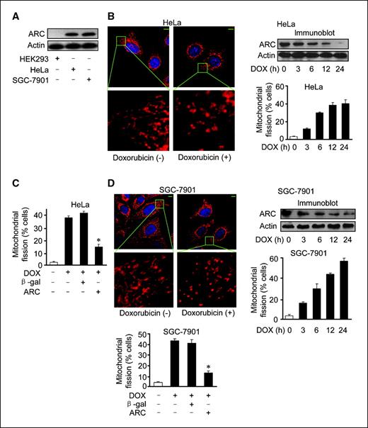 Figure 1. Doxorubicin induces mitochondrial fission inhibited by ARC. A, analysis of ARC expression levels in cancer cells including HeLa and SGC-7901 cells. HEK-293 cells served as a negative control. ARC was detected by immunoblot using the anti-ARC antibody. Actin served as a loading control. A representative result of three independent experiments is shown. B, doxorubicin induces mitochondrial fission and a reduction in ARC expression levels in HeLa cells. HeLa cells were treated with 2 μmol/L doxorubicin (DOX). Representative photos show mitochondrial fission (left). Photos were taken 6 h after doxorubicin treatment. Bar, 10 μm. ARC expression levels were analyzed by immunoblot using the anti-ARC antibody (right). The percentage of cells undergoing mitochondrial fission was counted and summarized (right). C, ARC prevents doxorubicin-induced mitochondrial fission. HeLa cells were infected with Adβ-gal or AdARC at a moi of 100. Twenty-four hours after infection they were treated with 2 μmol/L doxorubicin. Twelve hours after treatment, cells were collected for the detection of mitochondrial fission. *, P < 0.05 versus doxorubicin alone. D, doxorubicin induces mitochondrial fission in SGC-7901 cells inhibited by ARC. SGC-7901 cells were treated and analyzed as described for A, B, and C. *, P < 0.05 versus doxorubicin alone. Columns, mean of three independent experiments; bars, SE.