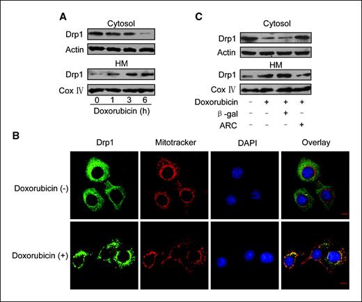 Figure 3. ARC prevents Drp1 accumulations in mitochondria upon treatment with doxorubicin. A, doxorubicin induces Drp1 accumulations in mitochondria. HeLa cells were treated with 2 μmol/L doxorubicin. Cells were harvested at the indicated time after treatment for the immunoblot analysis of Drp1 levels in the cytosol and mitochondria-enriched HM. A representative blot of three independent experiments is shown. B, immunofluorescent analysis of the localizations of Drp1 before and after doxorubicin treatment. HeLa cells were treated with 2 μmol/L doxorubicin. Six hours after treatment cells were labeled with MitoTracker (red), stained with anti-Drp1 antibody, and monitored by FITC-labeled secondary antibody (green). The overlay of red and green yields orange and/or yellow. Bar, 10 μm. C, ARC prevents Drp1 accumulations in mitochondria upon treatment with doxorubicin. HeLa cells were infected with Adβ-gal or AdARC at a moi of 100. Twenty-four hours after infection, they were treated with 2 μmol/L doxorubicin. Six hours after treatment, cells were harvested for the detection of Drp1 in HM and cytosol. A representative blot of three independent experiments is shown.
