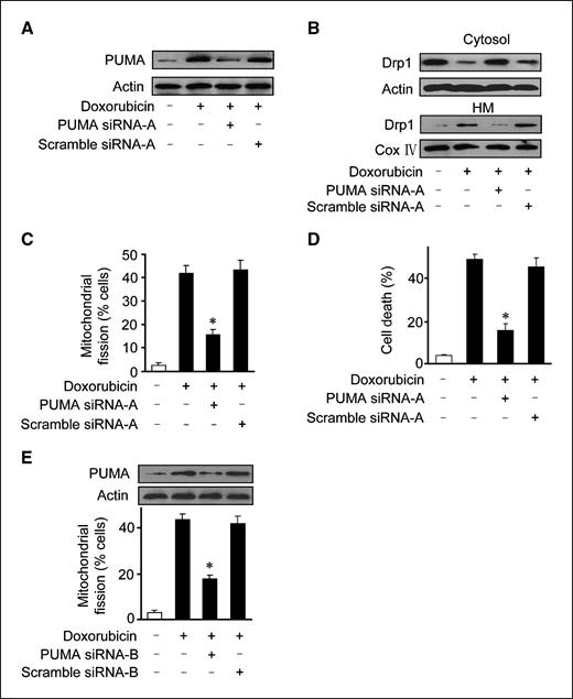 Figure 4. PUMA is required for Drp1 to translocate to mitochondria. A, PUMA siRNA attenuates PUMA levels upon doxorubicin treatment. HeLa cells were infected with adenoviruses harboring PUMA siRNA or its scramble form at a moi of 150. Twenty-four hours after infection, cells were treated with 2 μmol/L doxorubicin. Cells were harvested 6 h after doxorubicin treatment for the analysis of PUMA levels by immunoblot. A representative blot of three independent experiments is shown. B, knockdown of PUMA attenuates Drp1 accumulations in mitochondria. HeLa cells were treated as described for (A). Six hours after treatment, cells were harvested for the detection of Drp1 in the cytosol and mitochondria-enriched HM. A representative blot of three independent experiments is shown. C and D, knockdown of PUMA abolishes mitochondrial fission and cell death upon doxorubicin treatment. HeLa cells were treated as described for A. Mitochondrial fission was analyzed 12 h after doxorubicin treatment (C). Cell death was analyzed 36 h after doxorubicin treatment (D). E, a second siRNA of PUMA could inhibit mitochondrial fission induced by doxorubicin. *, P < 0.05 versus doxorubicin alone. Columns, mean of three independent experiments; bars, SE.